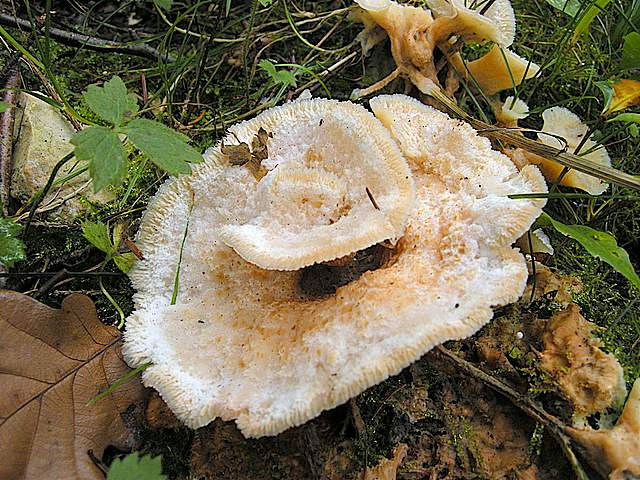La grande siccita''....ma qui i funghi spuntano lo stesso !